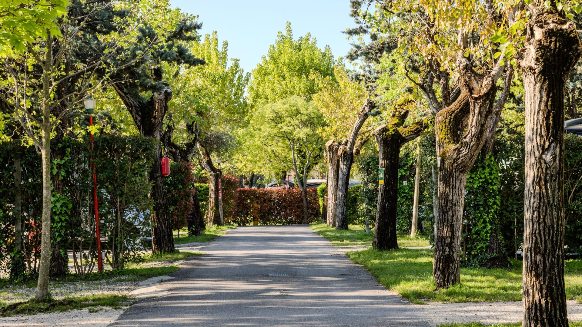 Tree-lined avenue with pruned trees and green bushes.